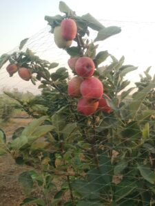 Farmers are using the drip irrigation system to water the crop. (Supplied)