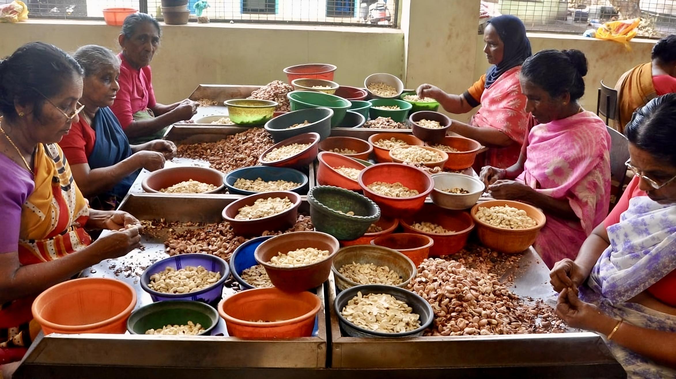 Kerala’s once-thriving cashew industry pins its hopes on replanting and state-backed revival