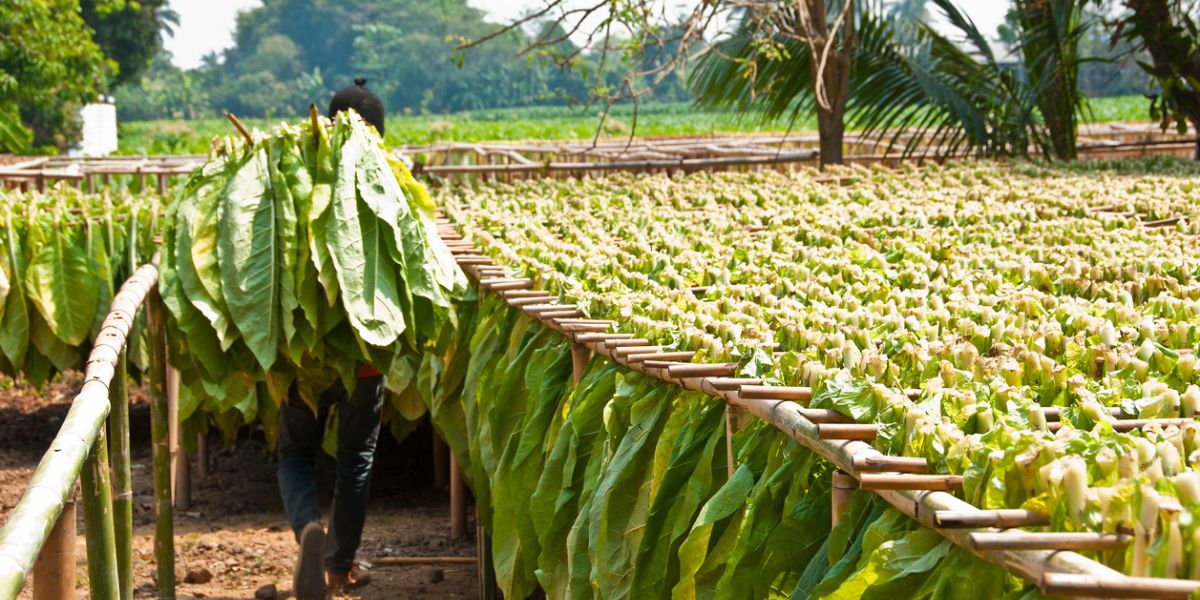 Drying tobacco leaves. (iStock) Tobacco farmers Andhra