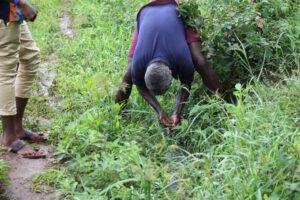 Middle aged Bettakurumba healer foraging medicinal plants
