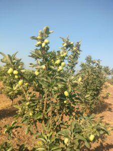 Shrishail planted the Ansari Harman-99, golden dot variety saplings. (Supplied)