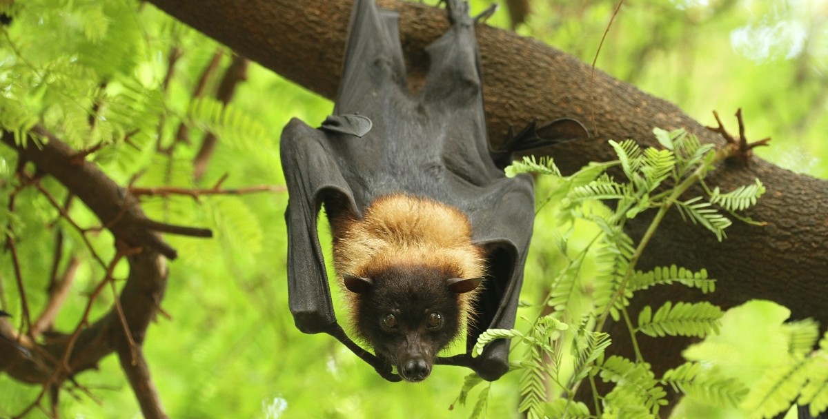 Nipah containment restrictions lifted in Malappuram as no new cases emerge Nipah containment restrictions lifted in Malappuram as no new cases emerge