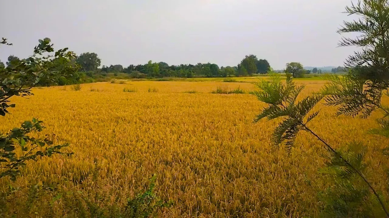 Telangana Agriculture and Farmers Welfare Commission Chairman M Kodanda Reddy said the stakeholders were not consulted before the Centre made the 'critical decision' to introduce gene-edited rice in the market. (Representational picture)