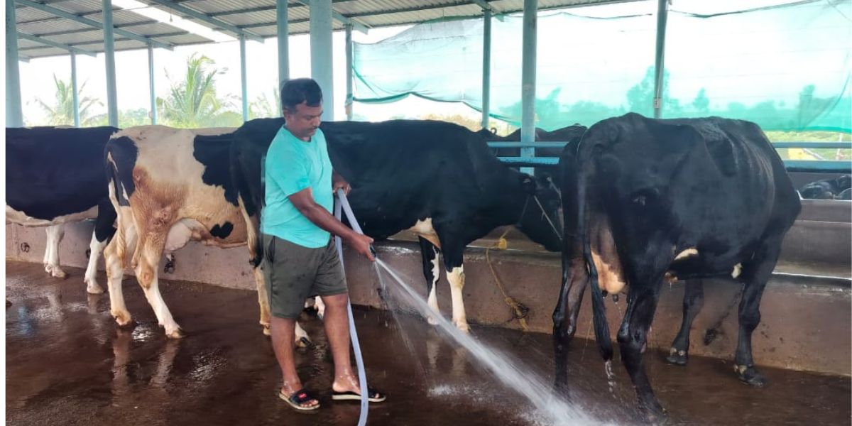 Raghavendra Hulakoti at his farm. (Supplied) Milk price