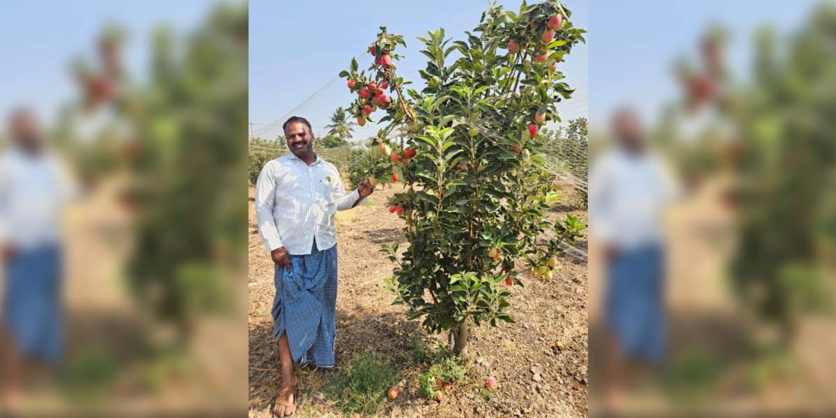 Farmer Shrishail is growing apple on seven acres.