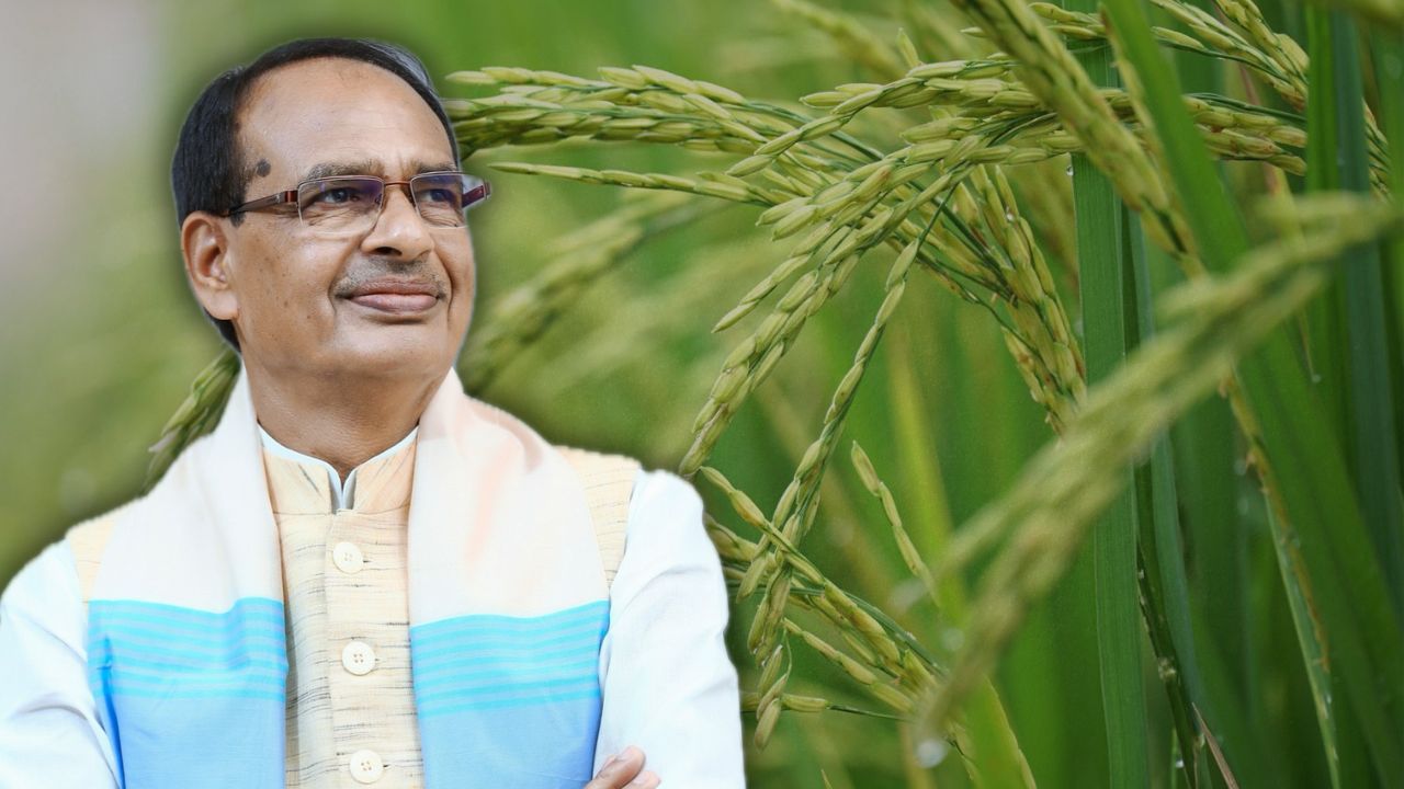 New genome-edited rice varieties: Biotech hype trumps farmers’ and climate needs