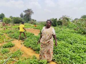 Thayamma, farmer at Bellandur lake