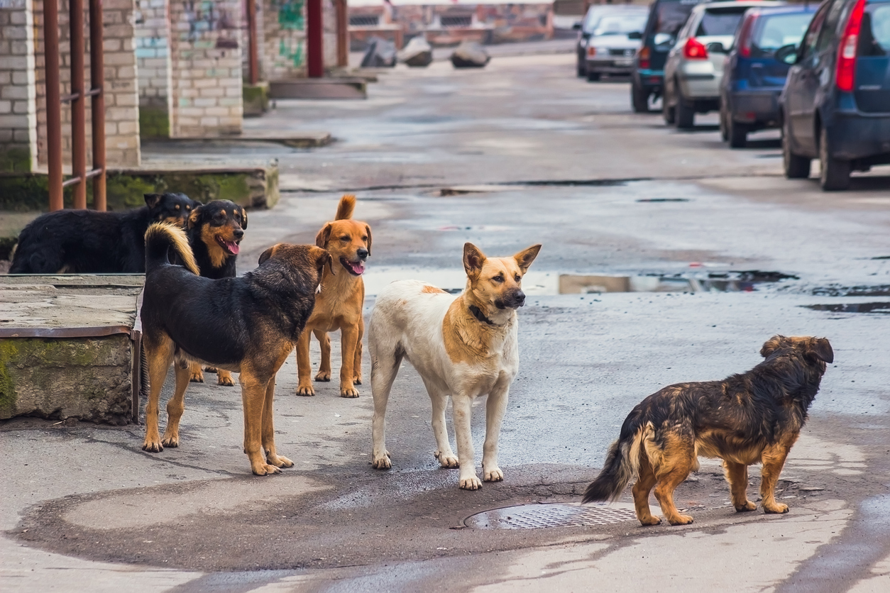 Stray dogs on street Stray dogs on the street