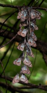 A flock of butterflies on a tree. (Arun Urs)