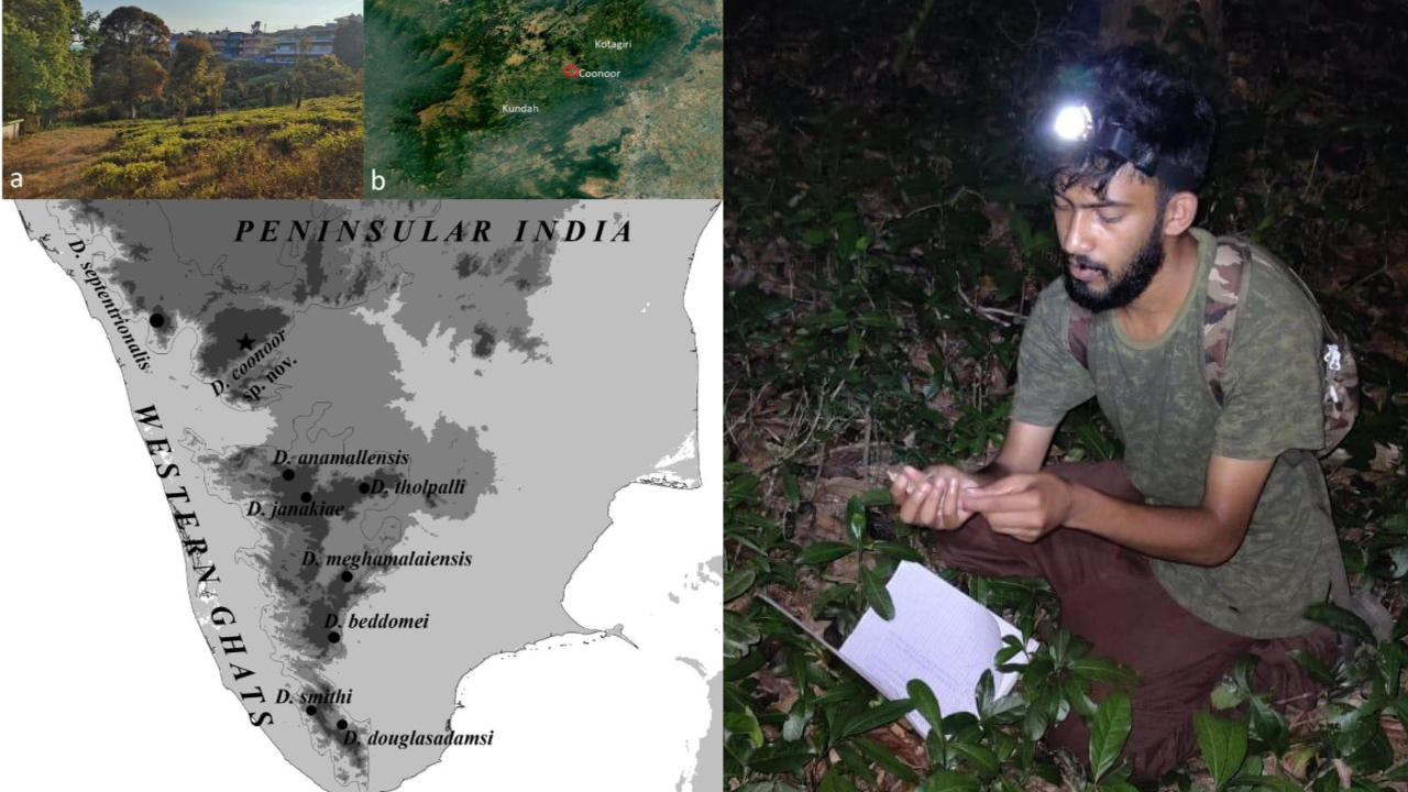 Coonoor’s own gecko: One student, one sighting, and the discovery of a new species