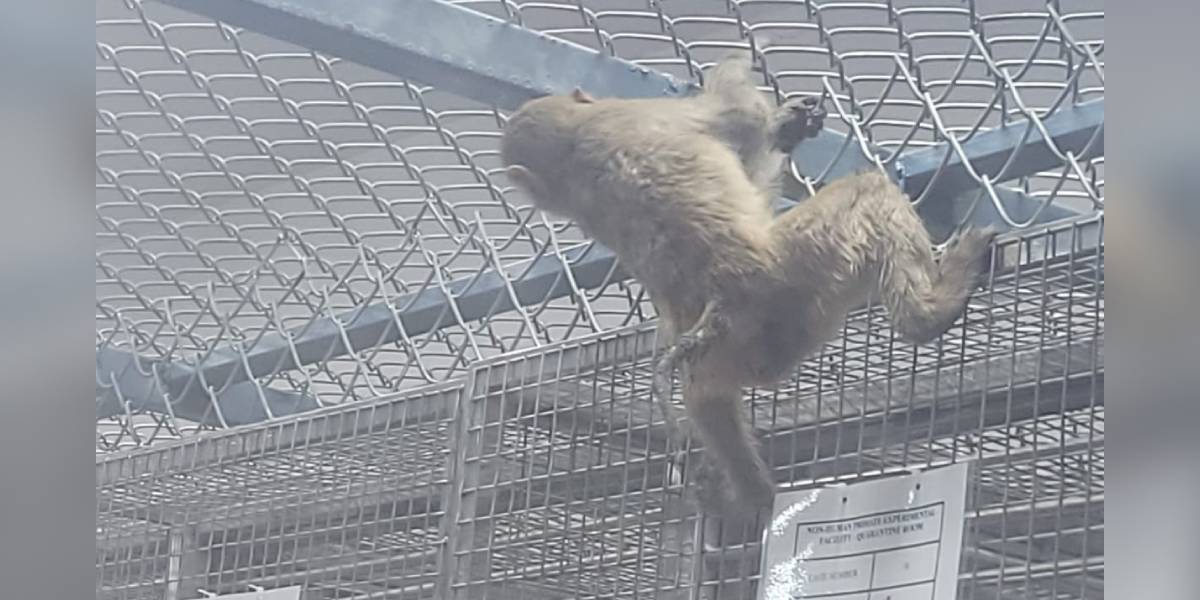 Frightened Rhesus Macaque With Tail Injury (supplied) Over 1,200 animals found in poor conditions at Telangana testing lab, government report reveals