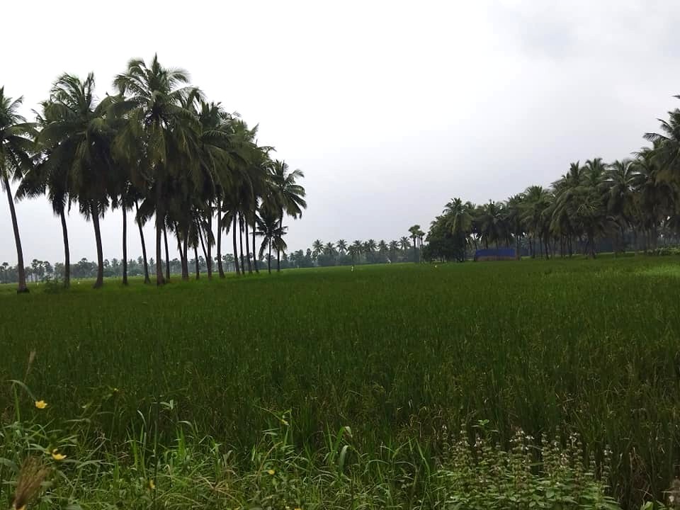No input subsidies have been provided for crops damaged during the Kharif and Rabi seasons due to droughts and cyclones. Pictured, a paddy polder at Ravulapalem in Dr. BR Ambedkar Konaseema district. (South First)