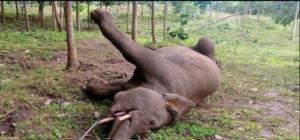 Image of an elephant that died due to electrocution.