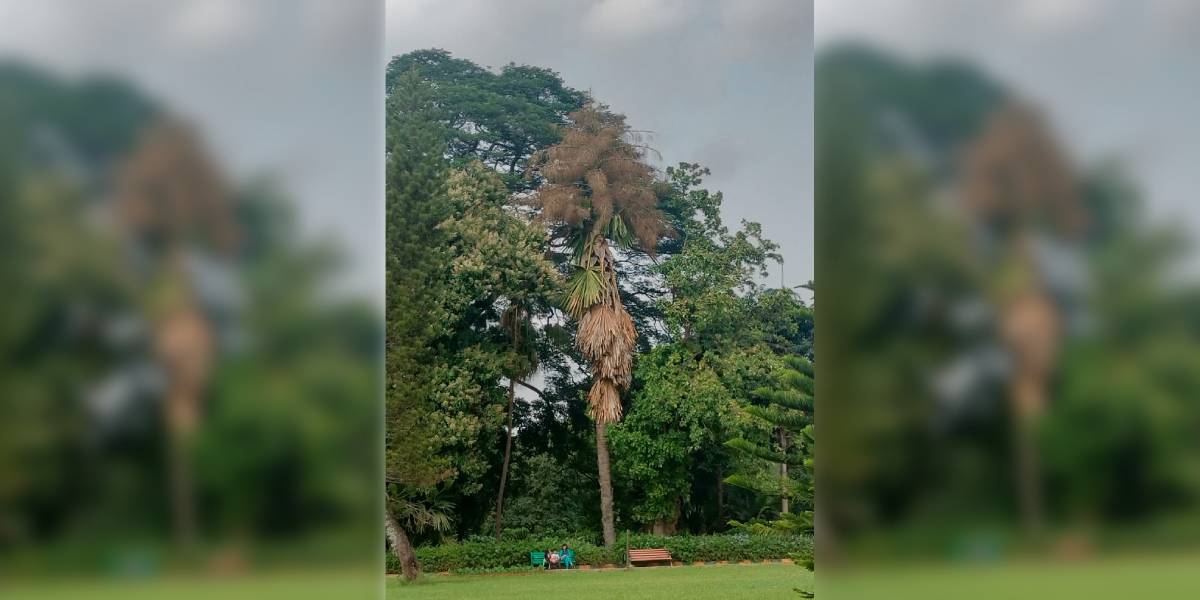 Talipot1 The talipot tree at Lalbagh.