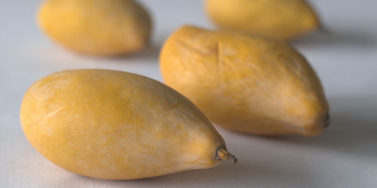 Mango farmers Andhra Pradesh