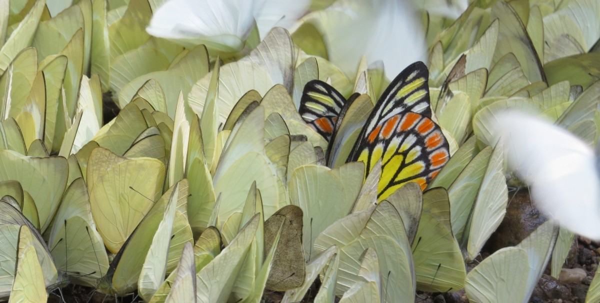 Aralam Butterfly Park