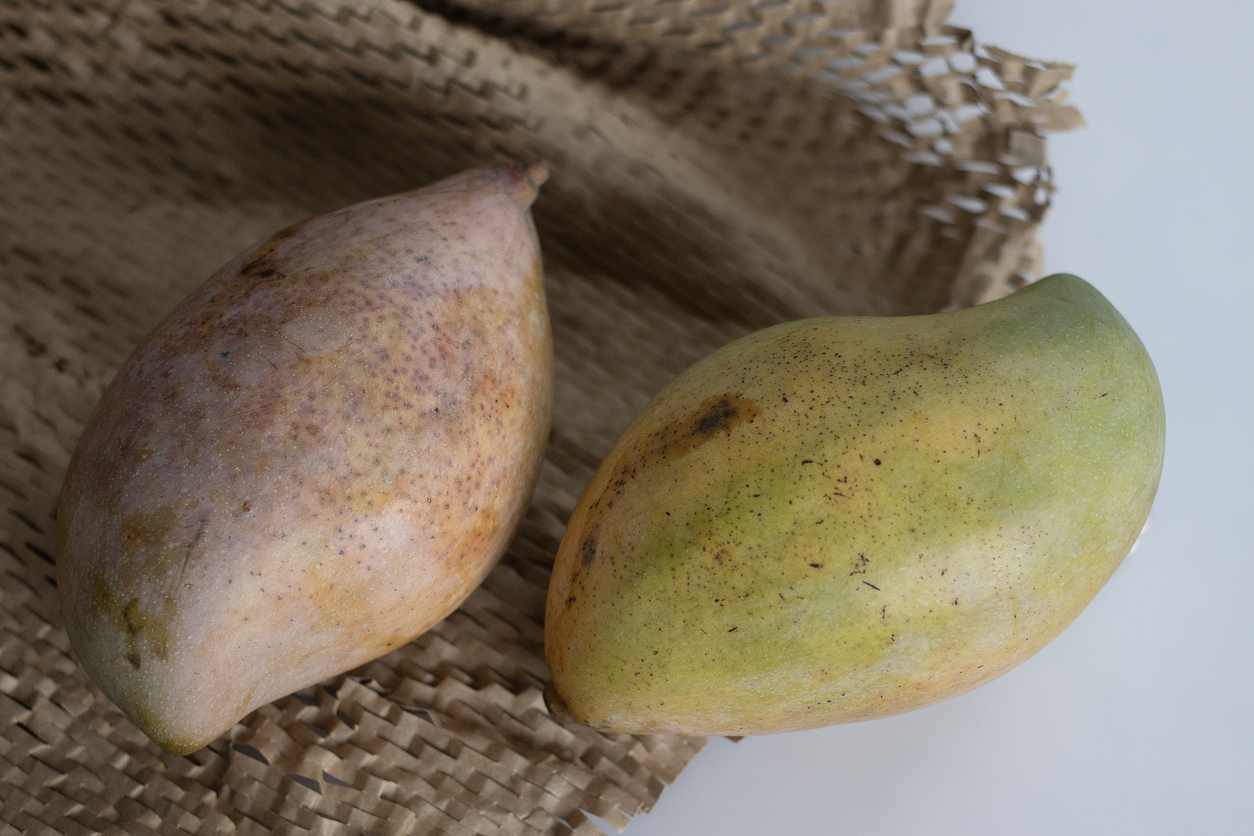 Fresh large totapuri mangoes, juicy and vibrant in color Fresh large Totapuri mangoes.