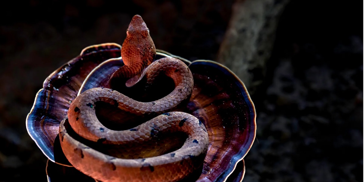 kerala snake Snakebites kill more than wild elephants in Kerala; Why hasn’t the state declared it a notifiable disease yet?