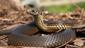 'Zero by 2030': How Kerala plans to rewrite snakebite prevention