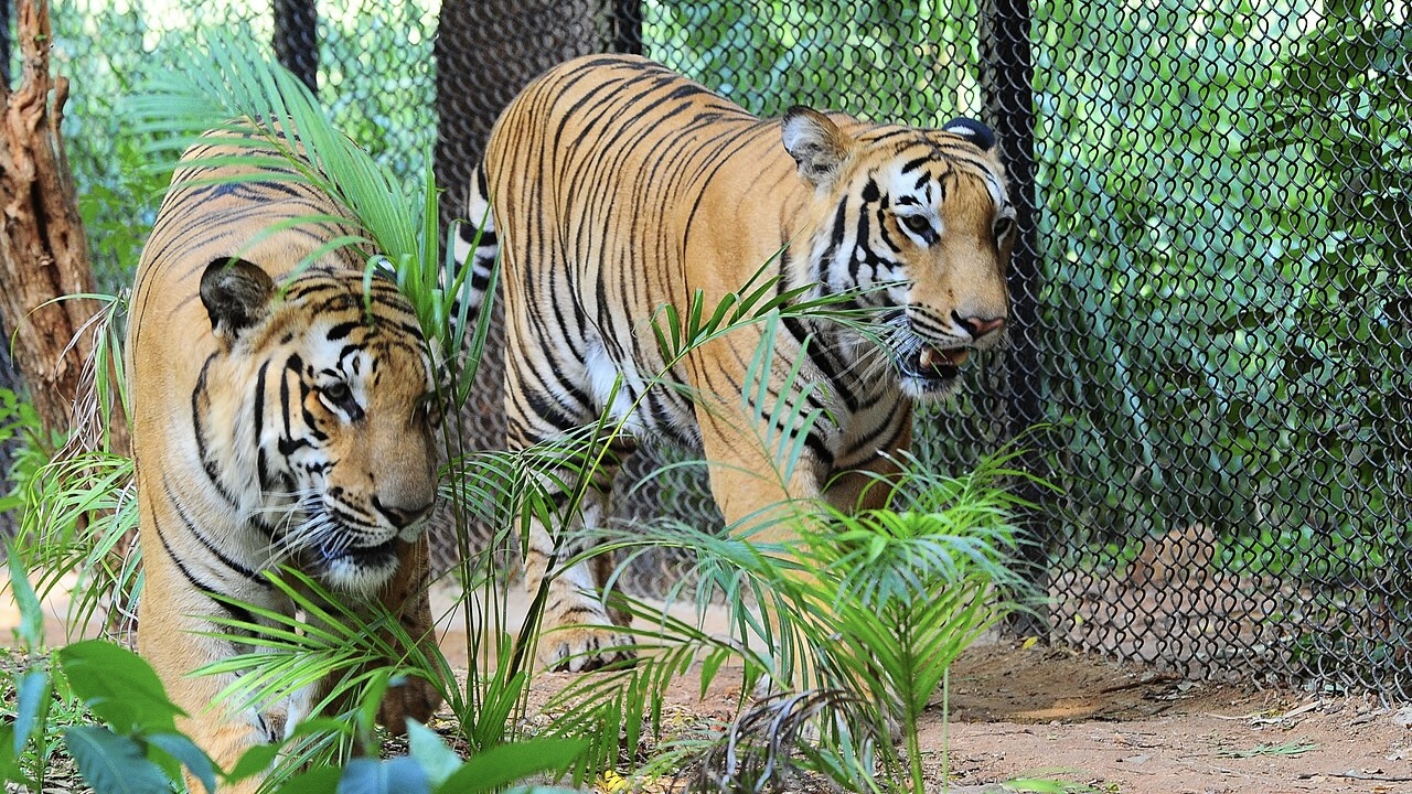 Penguin park proposed at Mysuru’s Karanji Lake, zoo entry fees hiked