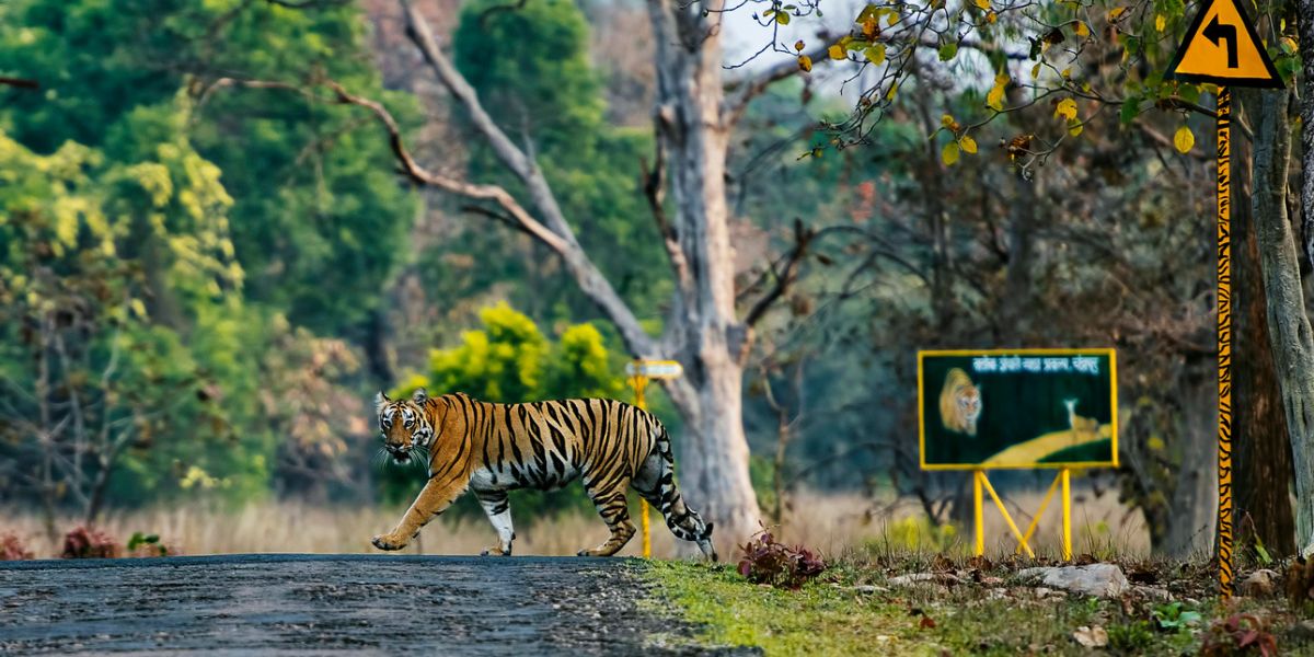 A tiger crossing a road in Tadoba Tiger reserve. (iStock)