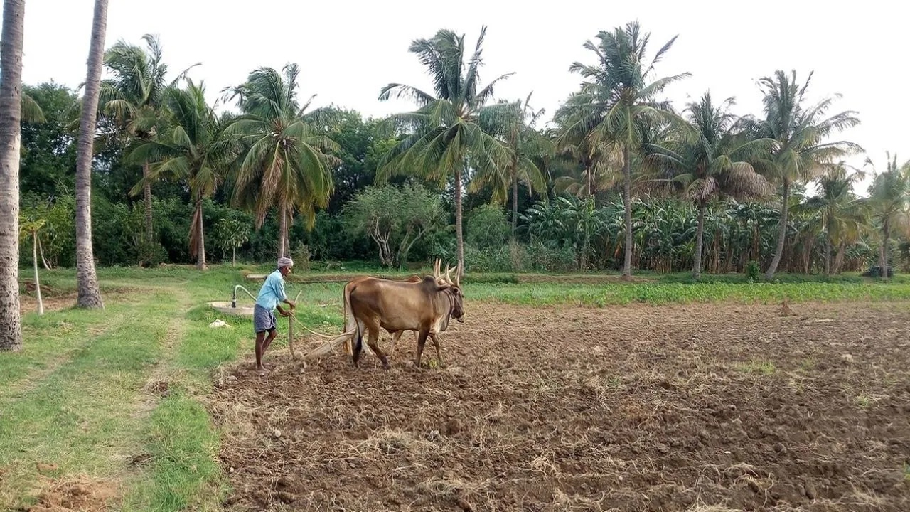 Andhra_Farmer_iStock Andhra Pradesh’s failure to pay its PMFBY share from 2020 to 2023 deprived lakhs of farmers of compensation for crop losses, despite the farmers paying the premium. (Representational Pic/iStock)