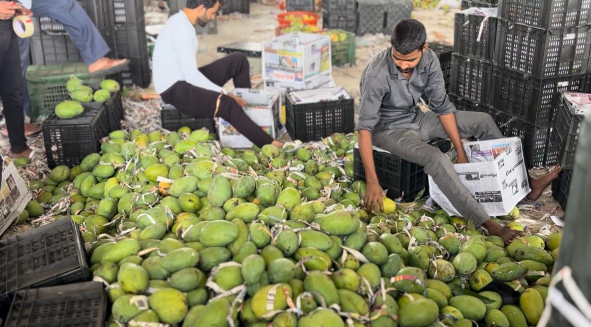 Chittoor mango market.
