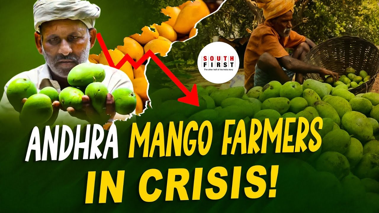 Chittoor mango farmers