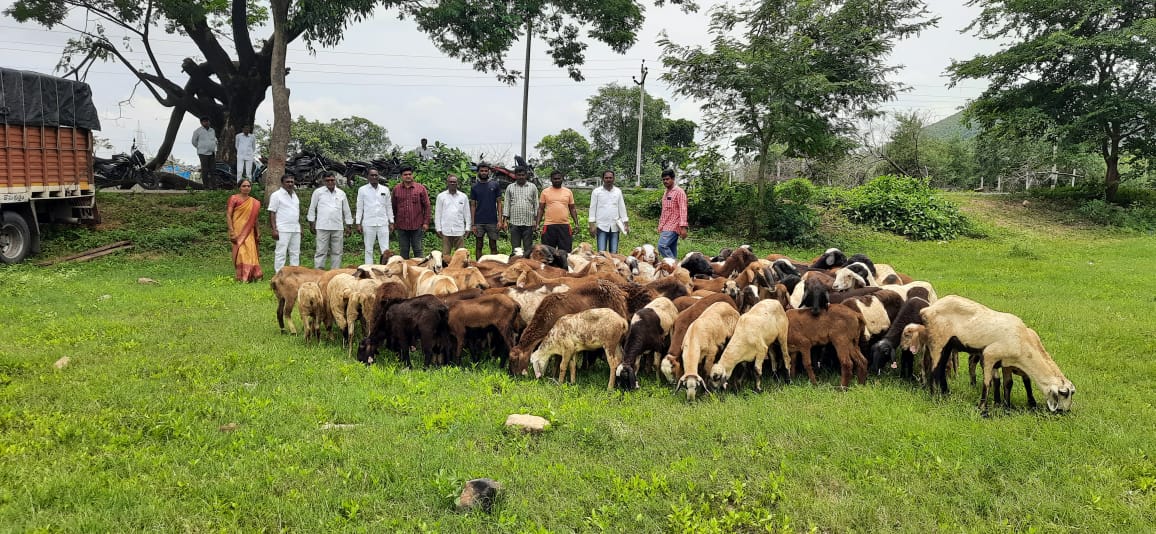 ED raids rock Hyderabad in multi crore Sheep distribution scam probe linked to former BRS government (@Collector_PDPL on X) ED raids rock Hyderabad in multi crore Sheep distribution scam probe linked to former BRS government (@Collector_PDPL on X)