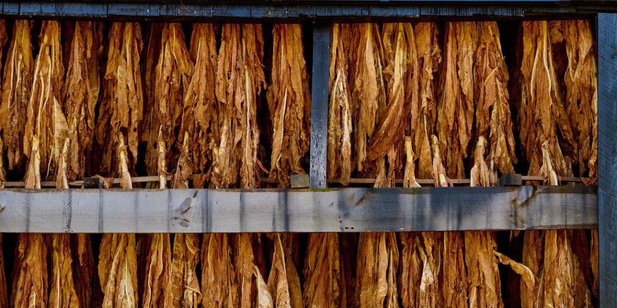 Tobacco hung for drying. (iStock)