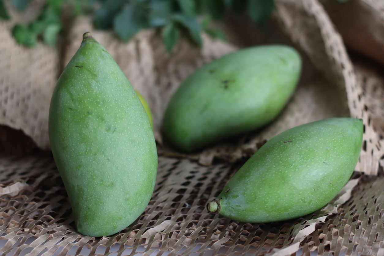 Totapuri mango subsidy