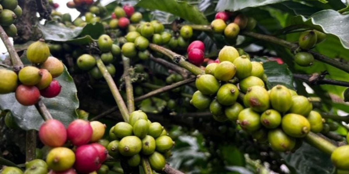 Wayanad Robusta coffee beans. Wayanad robusta coffee beans.