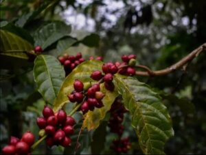 Wayanad Robusta