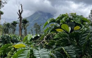 Wayanad Robusta