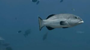 Squaretail coral grouper.