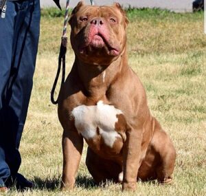 some youngsters demand 'ferocious' dogs inspired by video games, which promote aggressive behaviour.