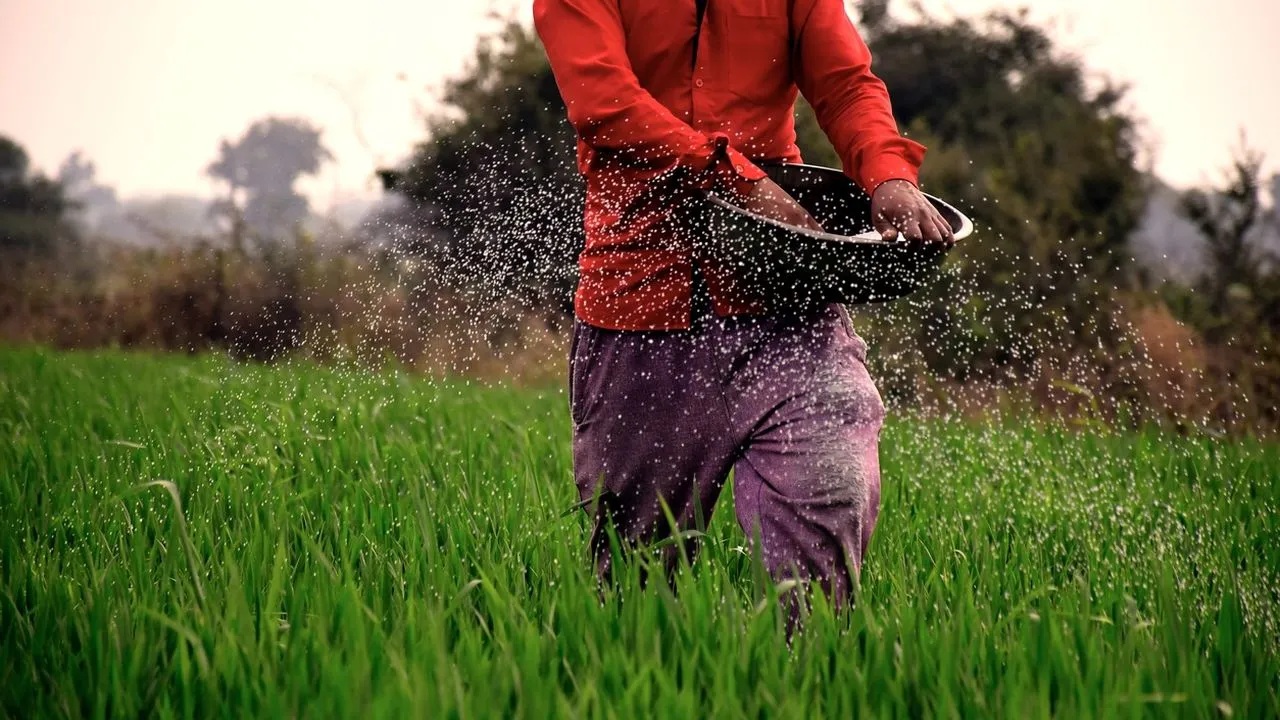 Farmer The state’s urea reserve is alarmingly low, with only 1.09 LMT in stock—enough for barely a week or 10 days.