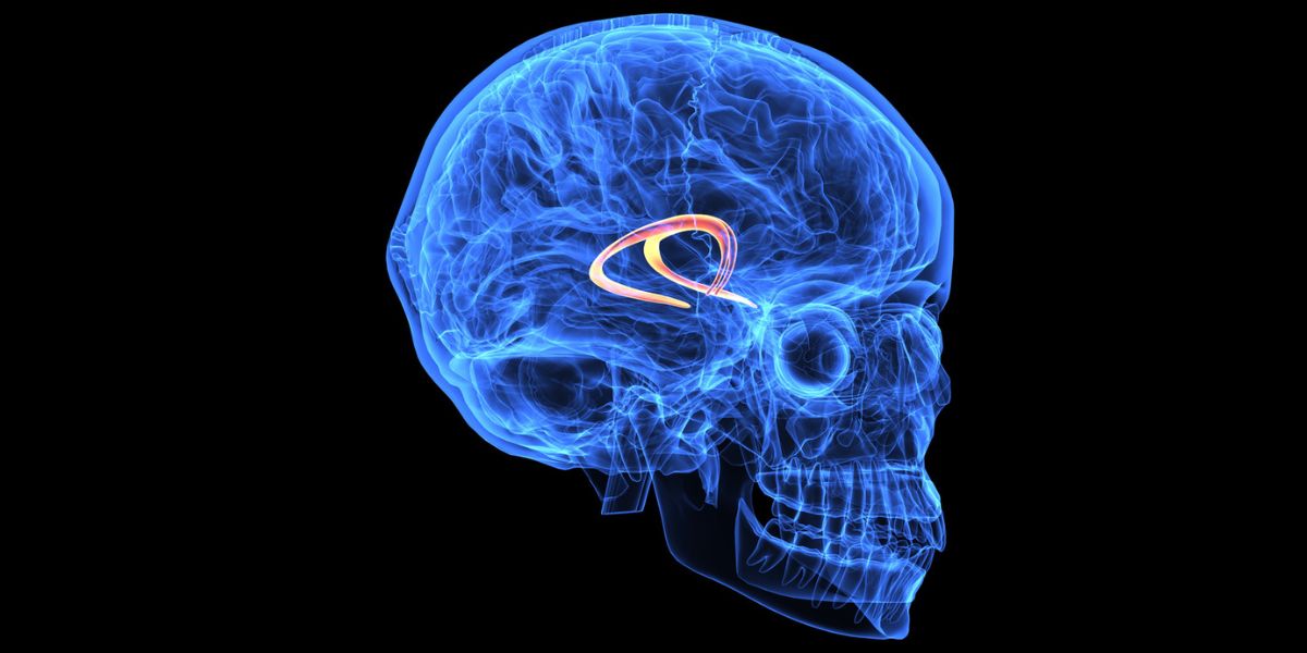 Parasite in brain. Representative image. (iStock)