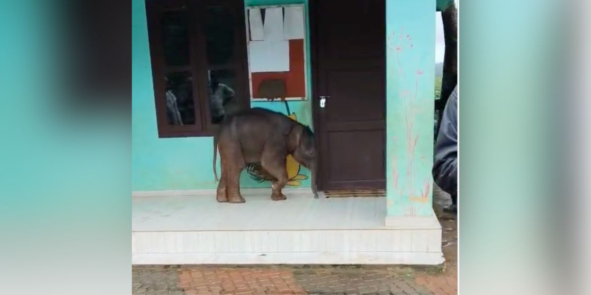 The elephant calf at government primary school in Chekadi.