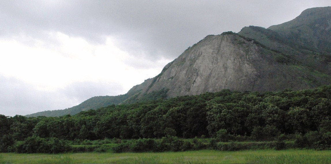 Western_Ghats_UNDP Arogyapacha is endemic to the Western Ghats. (UNDP)