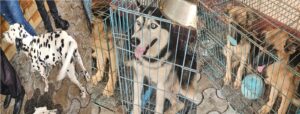 Dalmatians, Siberian Huskies, and GSDs, along with many other foreign breeds, were found abandoned in the Kochi house.