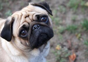 Dr Sunil Kumar said and it's high time that Pug breeding is banned in India.