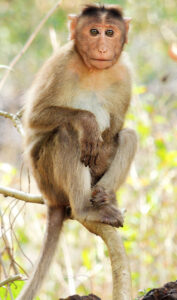 Bonnet macaque (Shantanu Kuveskar/Wikimedia Commons).