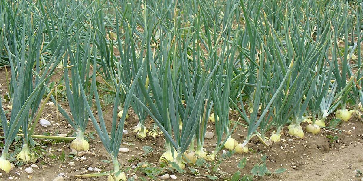 Farmers spend ₹800 to ₹1,000 to produce a quintal of onions.