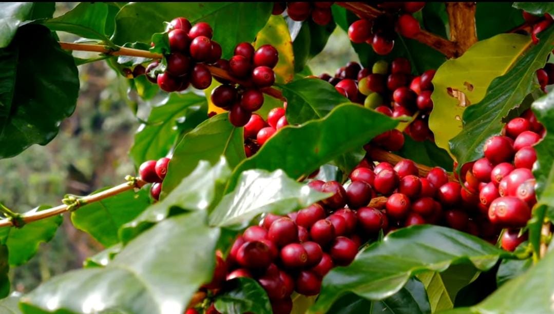 Kerala all set to make Wayanad Coffee sustainable and world-class