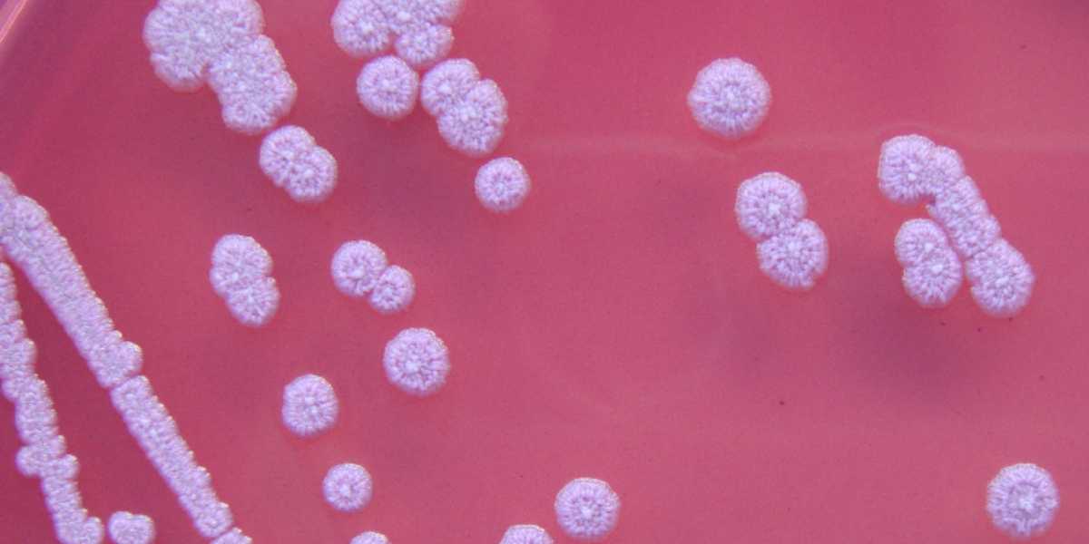 bacterium Burkholderia pseudomallei Andhra declares health emergency after two confirmed melioidosis cases, 23 deaths under probe