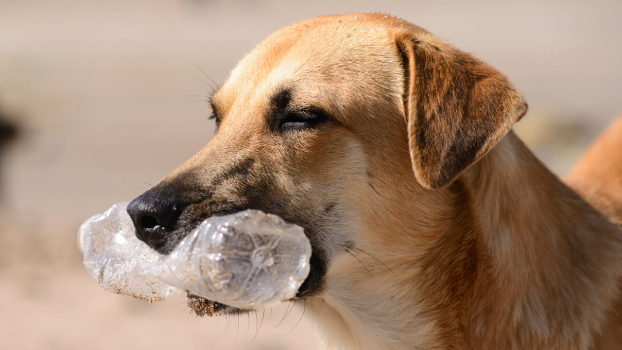 Myth busted: Hanging coloured water bottles won’t deter stray dogs; ‘unscientific’, say vets Representational image. Credit: iStock