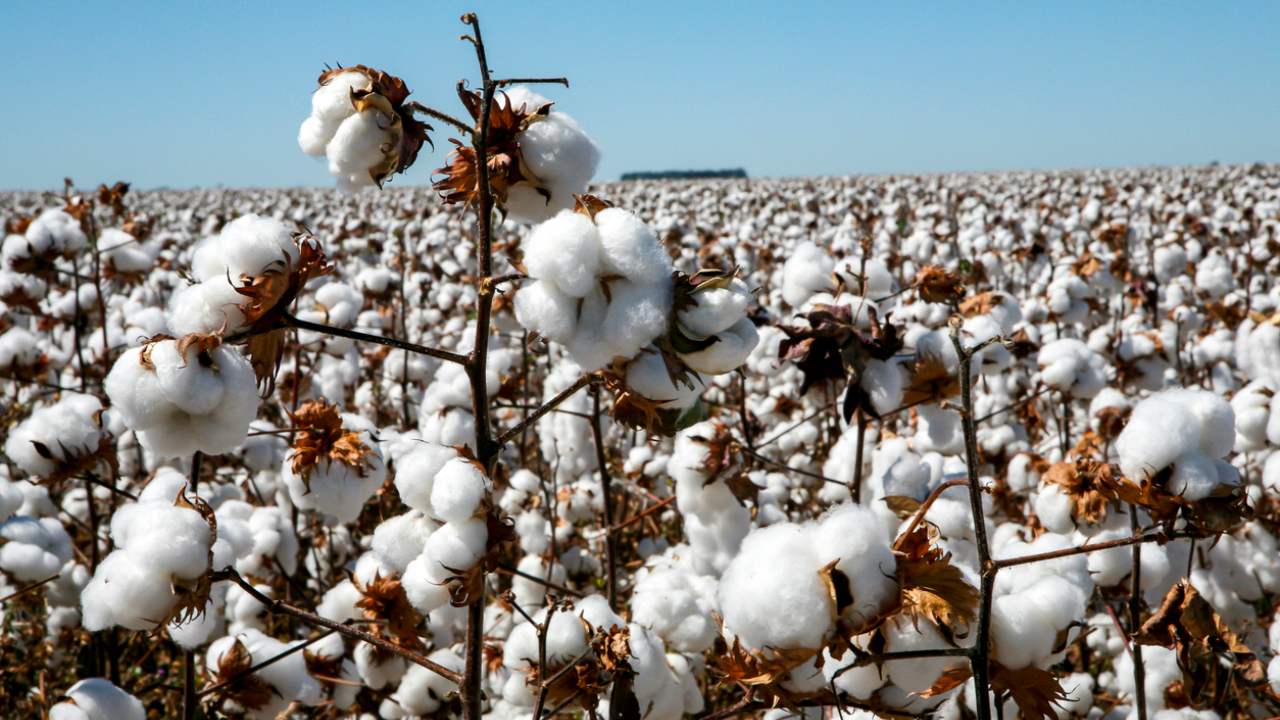 Telangana cotton output to rise, but rain damage, low prices concern farmers Representational image. Credit: iStock