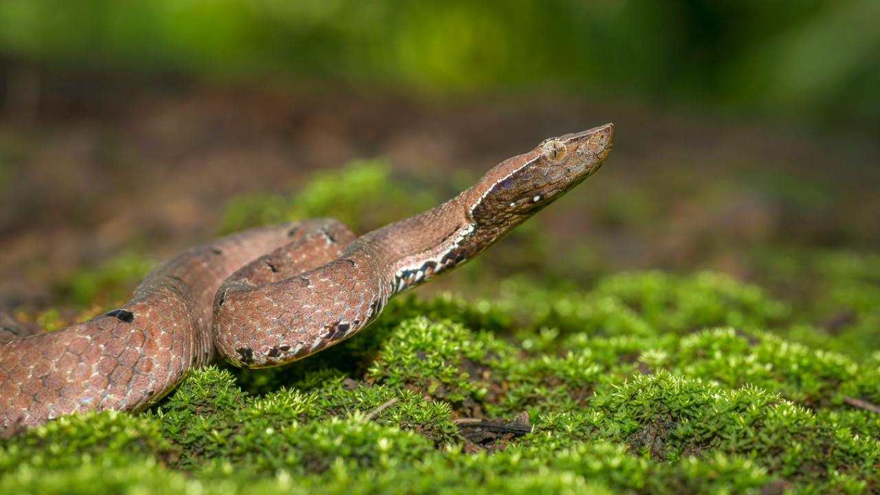A hump-nosed pit viper. Credit: iStock