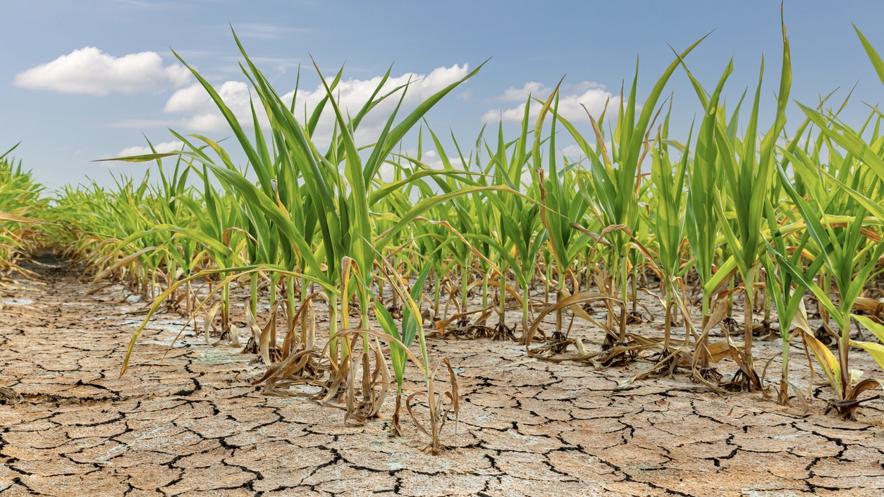 background, no people, copy space A native grass genetically modified for drought resistance might spread aggressively in arid zones, outcompeting other native flora and altering habitat dynamics.